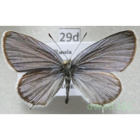 Cupido argiades ssp. seitzi (Wnukowsky, 1928) male Russia29d